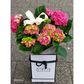 Aranjament Plante Hortensia AN39